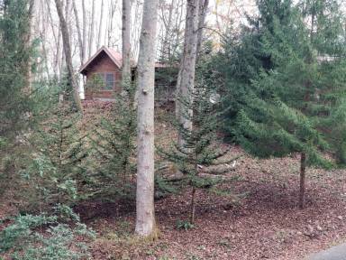 Cabin  Balsam