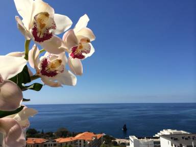Apartment Funchal