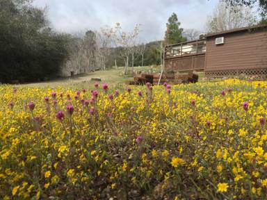 Cabin  Lake Isabella