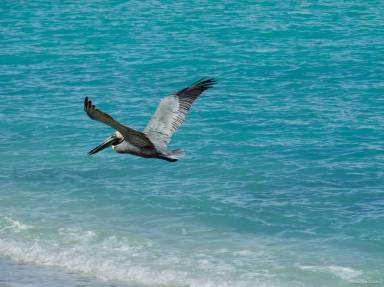 Apartment Providenciales