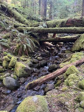 Cabin Packwood