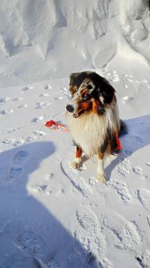 Appartamento Passo del Tonale