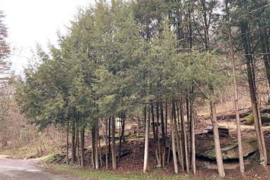 Cottage  Neversink