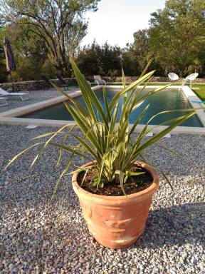 House Buoux