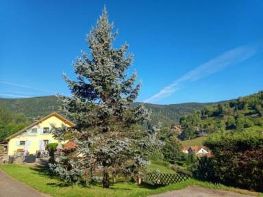 Chambre d'hôtes Bussang